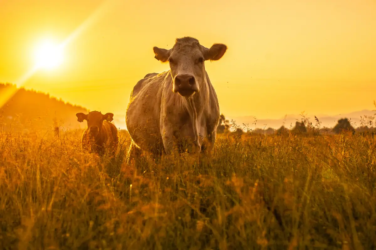 About Cow in Hindi
